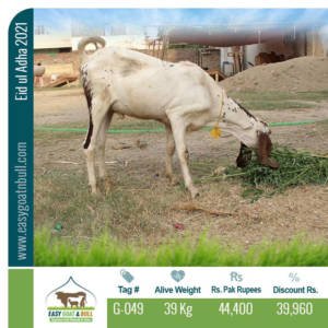Regular-Goat- G049