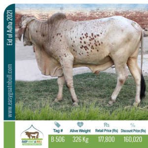 Premium-Bull-B506