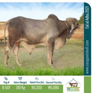 Premium-Bull-B507