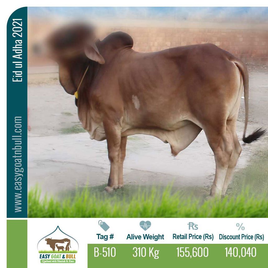 Premium-Bull-B510