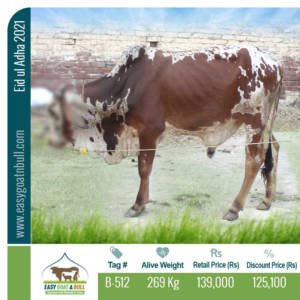 Regular-Bull-B512