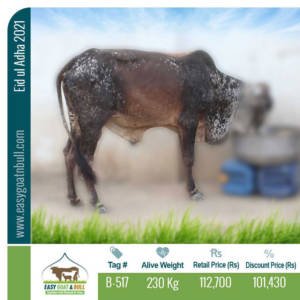 Regular-Bull-B517